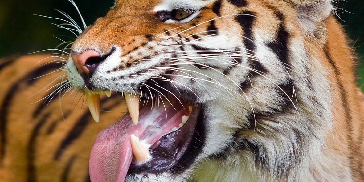 tiger showing his teeth